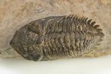 Detailed Metacanthina Trilobite - Lghaft, Morocco #310626-2